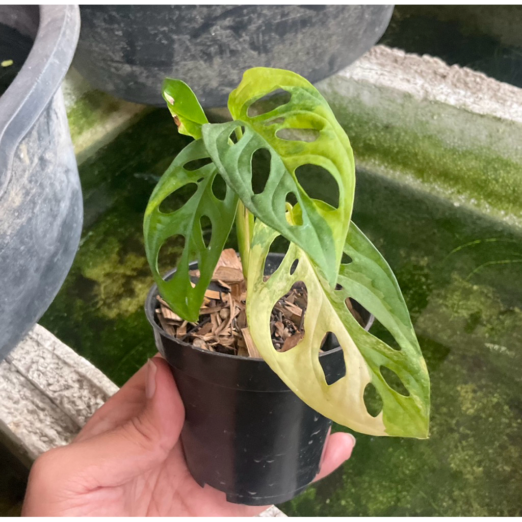 Tanaman Hias Monstera Acuminata Variegata Jepang Janda Bolong Janbol Varigata