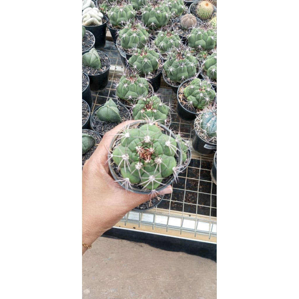 Tanaman kaktus Gymnocalycium saglionis (kaktus dagu raksasa).