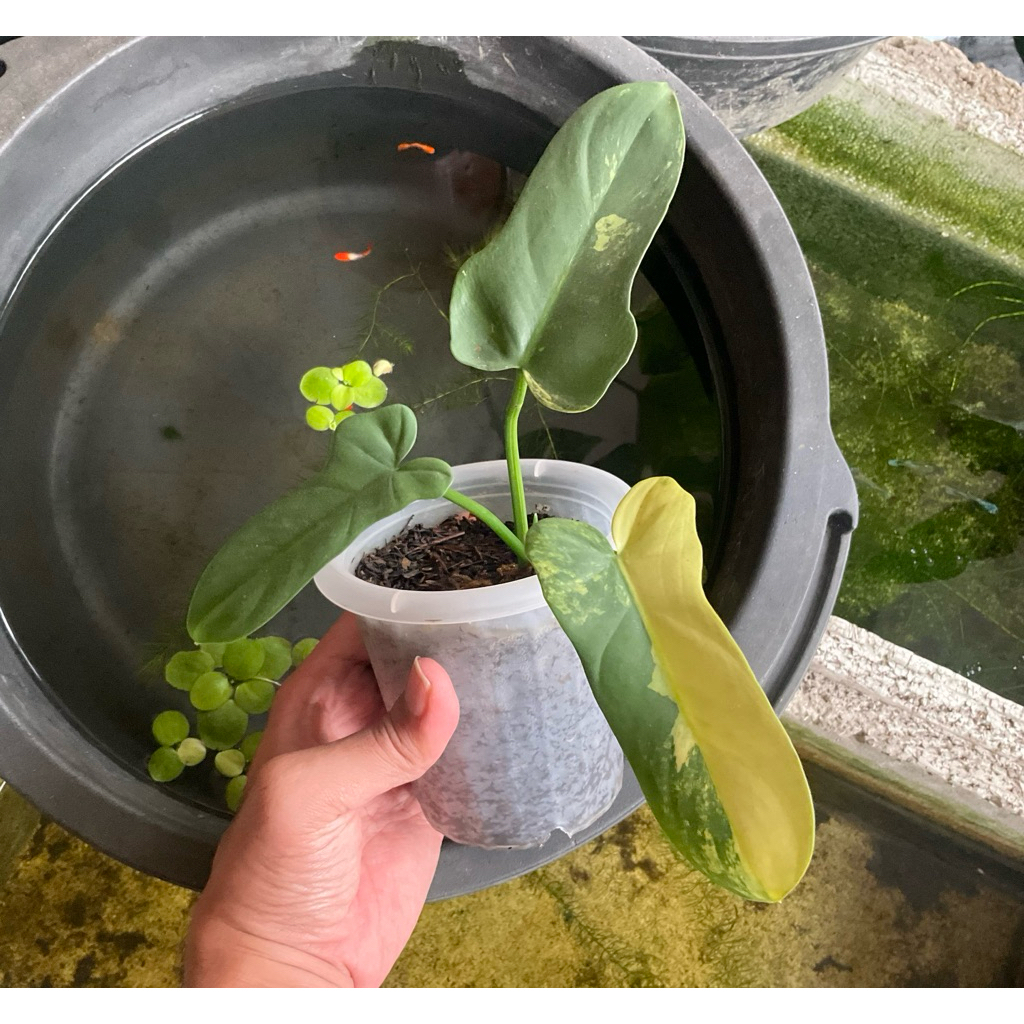 Philodendron Violin Variegata Tanaman Hias Varigata