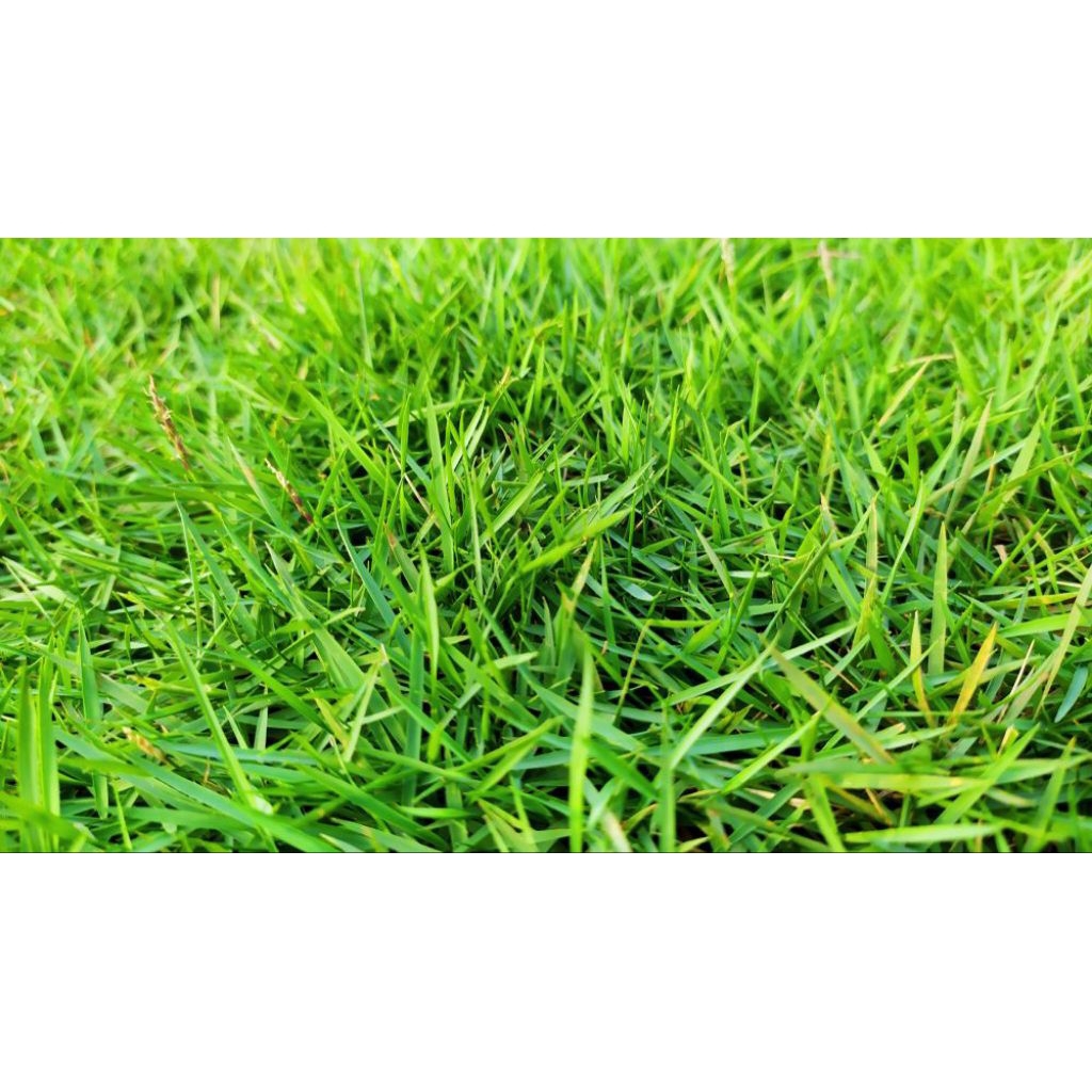 GERAI SUBUR - Rumput Jepang Hidup 20 x 20 Cm Rumput Hias Hijau Segar Untuk Taman / Kuburan / Makam