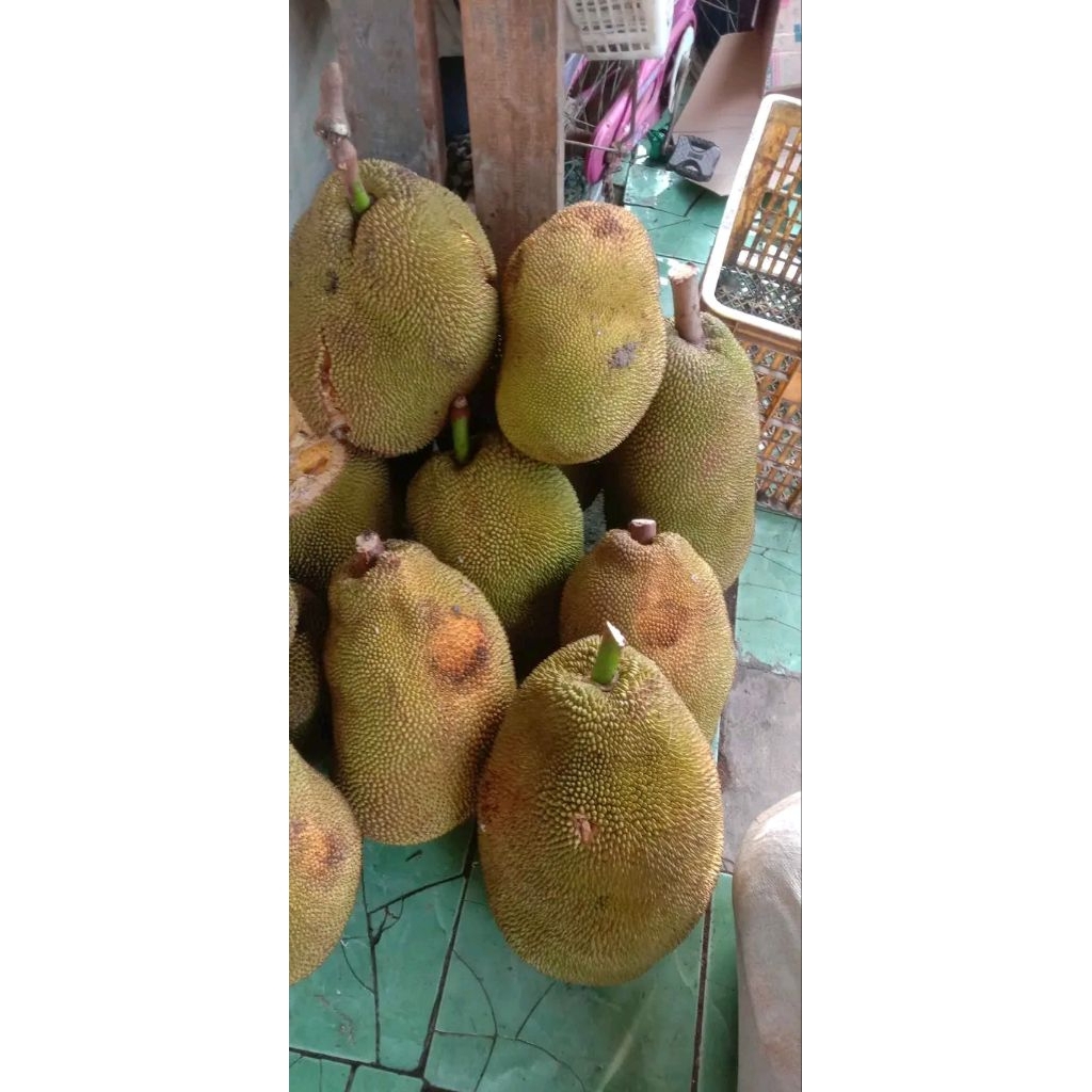 BUAH NANGKA 1PCS UTUH ASLI INDRAMAYU