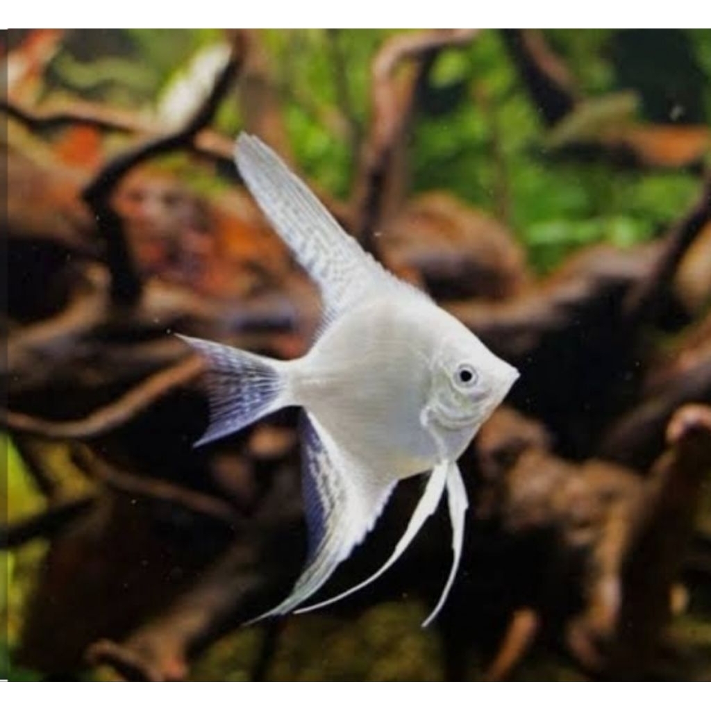 ikan manfish platinum