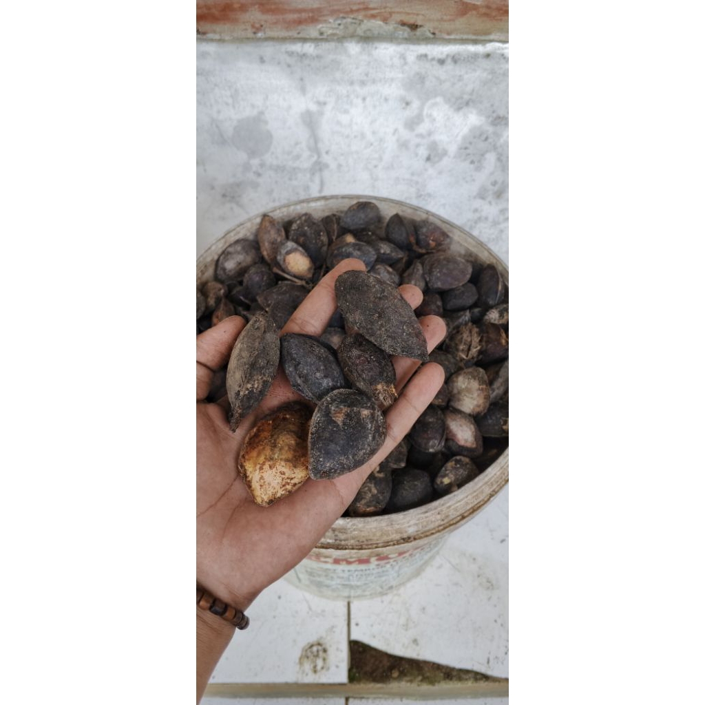 1 kilo Biji Ketapang Kering Alami Premium