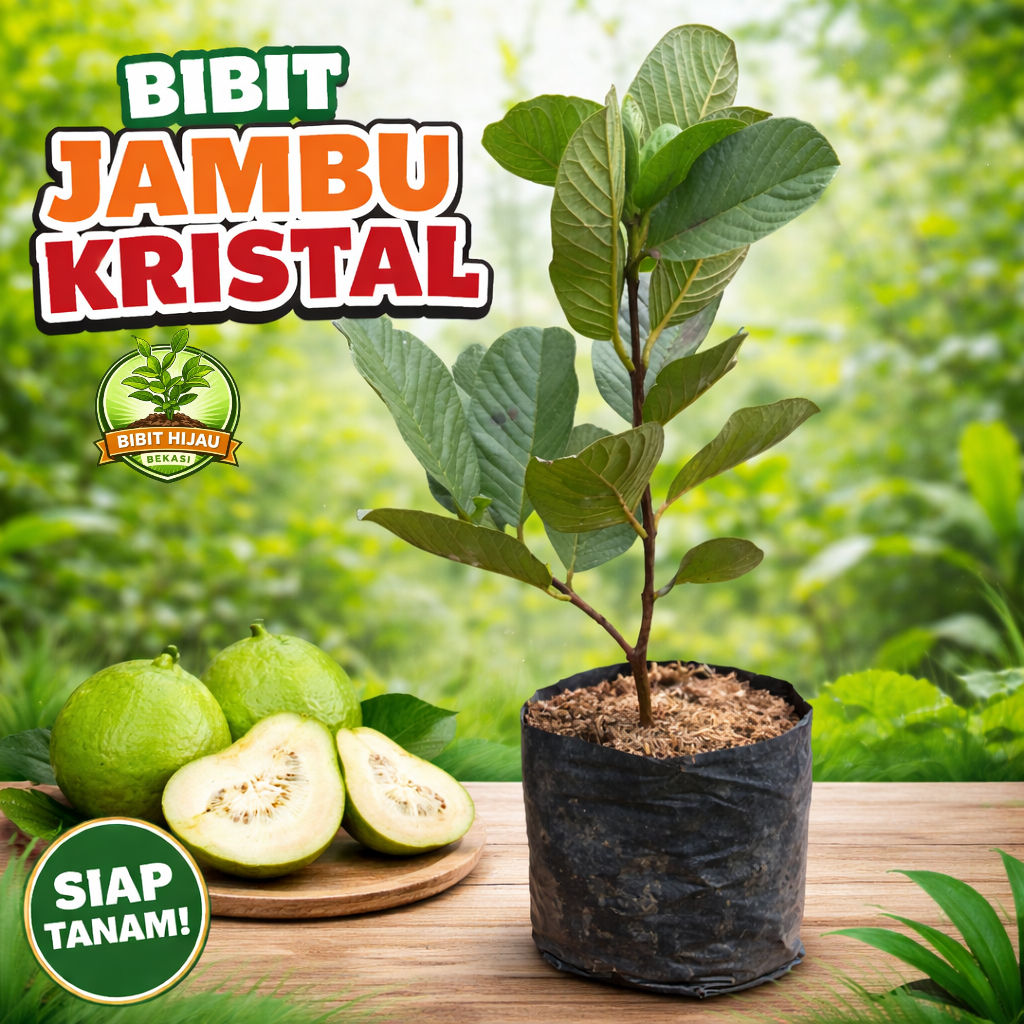 Bibit Jambu kristal Cepat berbuah Bibit tanaman jambu kristal