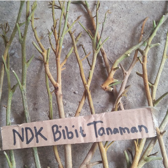 Entres / Batang Segar Kelengkeng Kristalin