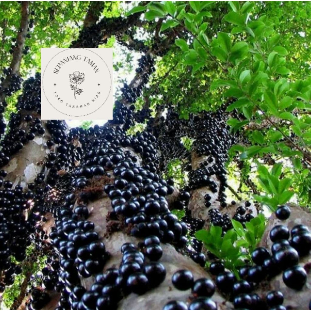 Pohon Anggur Brazil Rajin Berbuah 100-150cm / Pohon Anggur Brazil 1 Meter