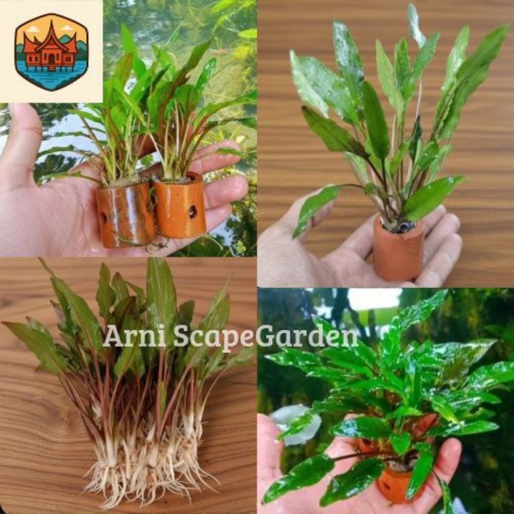 Cryptocoryne Wendtii Green Tanaman Aquascape