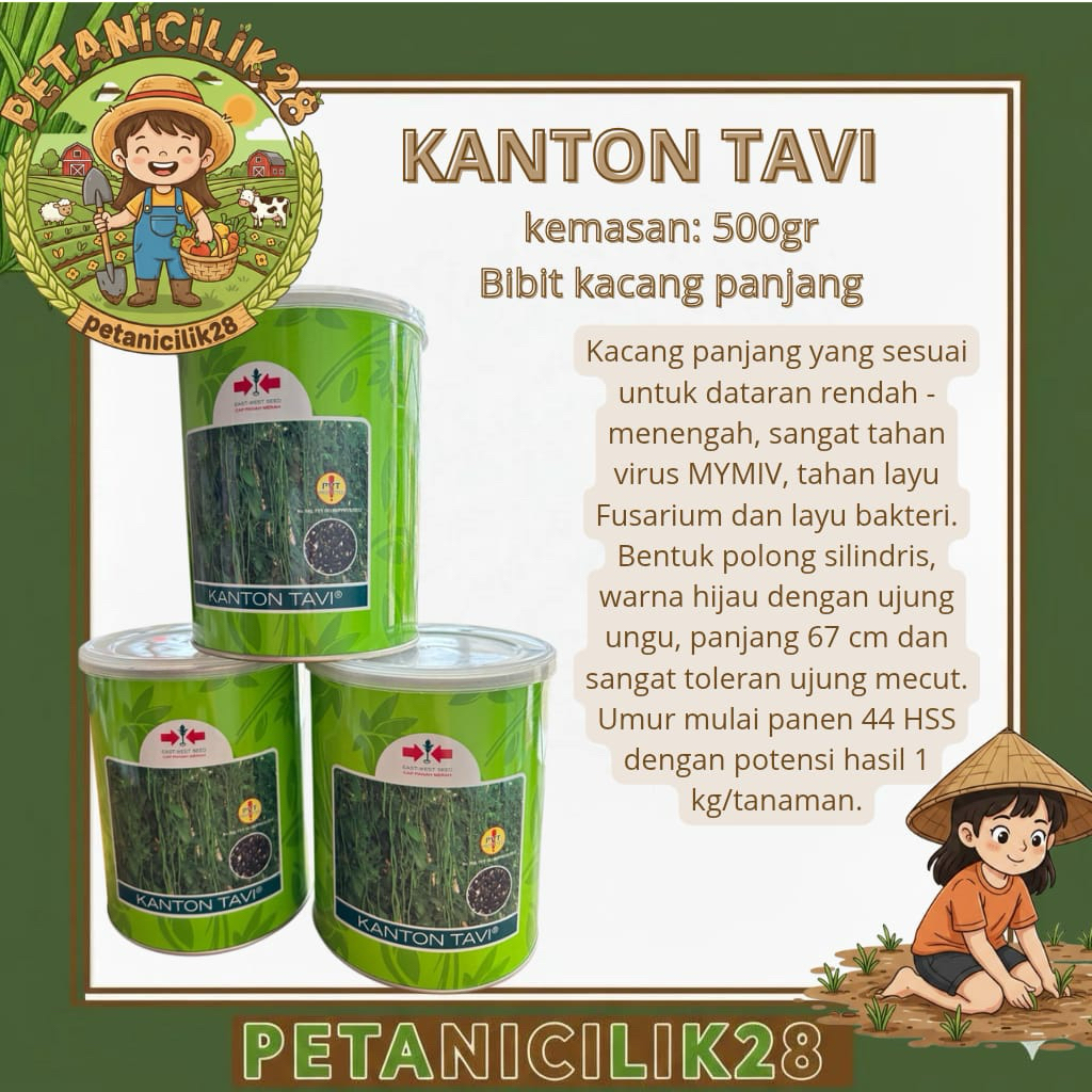 BENIH KACANG PANJANG KANTON TAVI 500GR ORI 100%