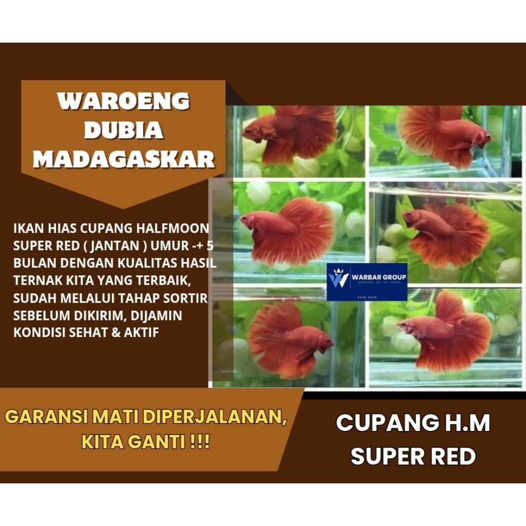 Ikan hias cupang halfmoon super red KUALITAS GRADE A ( GARANSI )