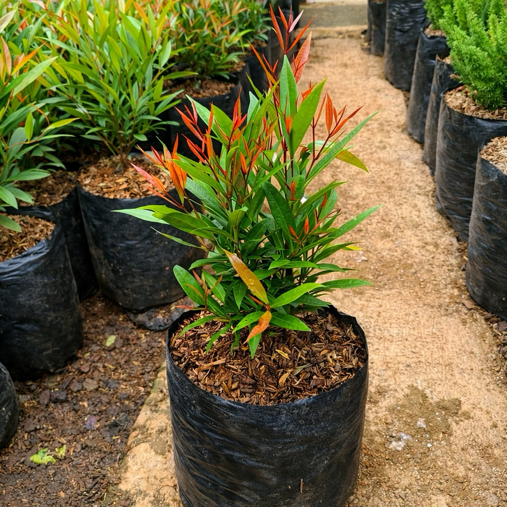 Tanaman pucuk merah kecil