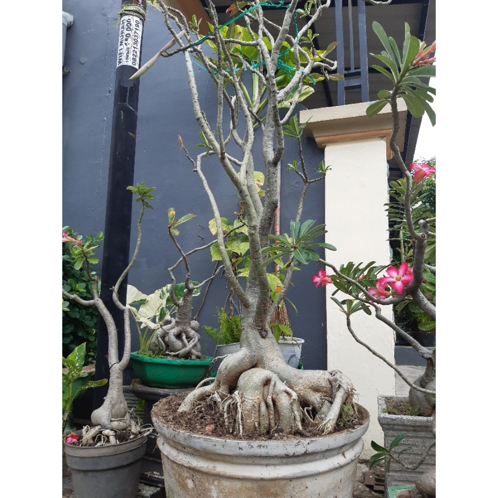 adenium bonggol jumbo tinggi 1,4 mtr pot 50
