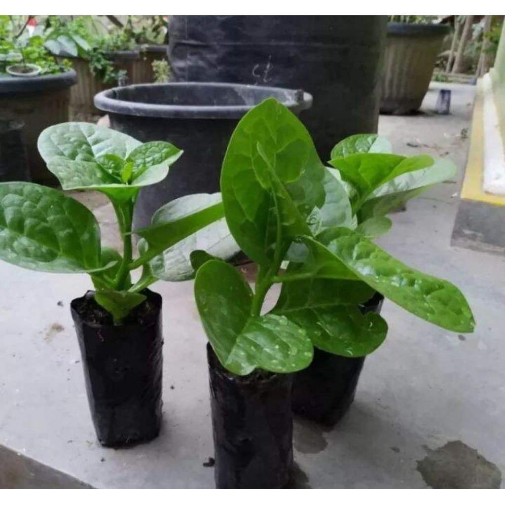 bibit sayuran bayam malabar jepang beli 5 gratis 1