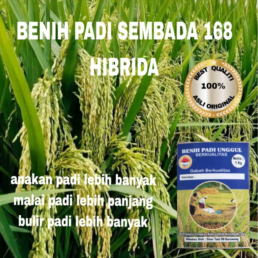 BENIH PADI SEMBADA 168 HIBRIDA BERKUALITAS 1kg