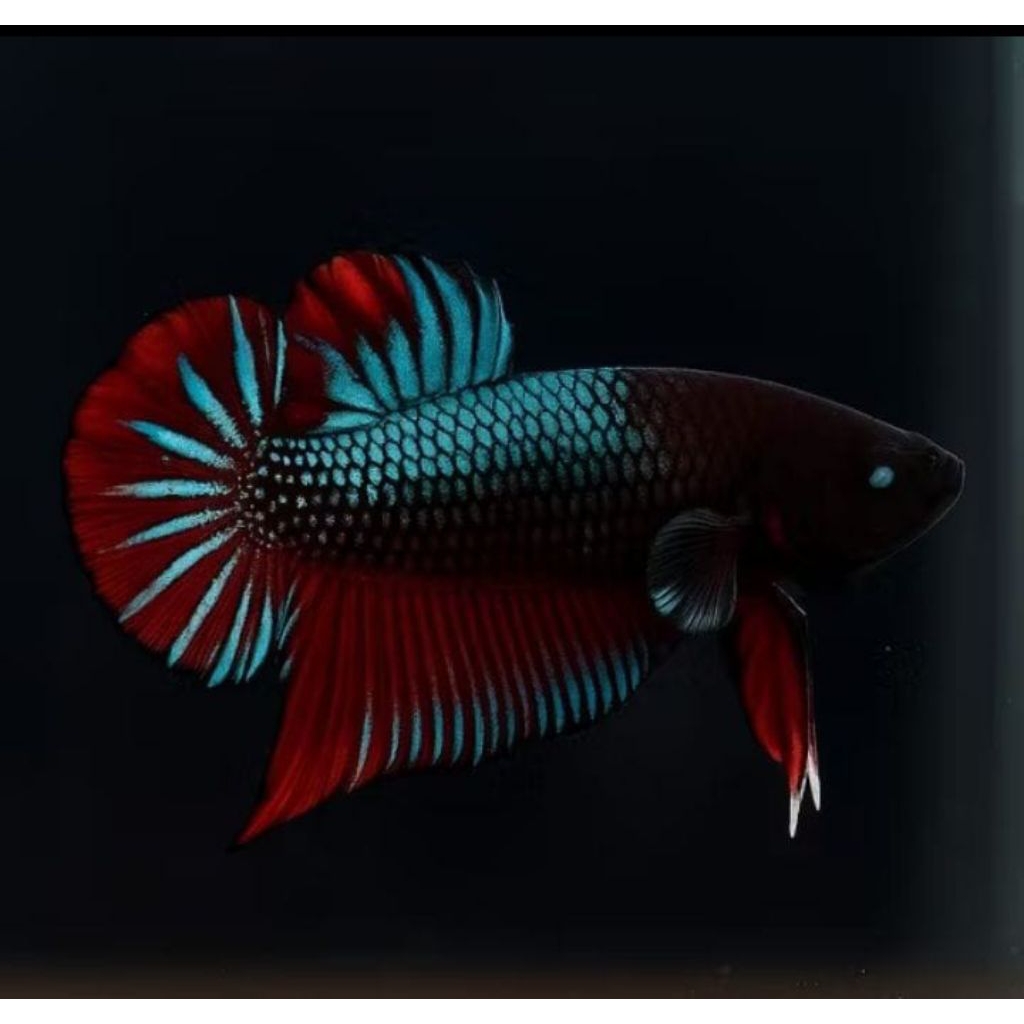 ikan cupang hias bagan MDS aduan