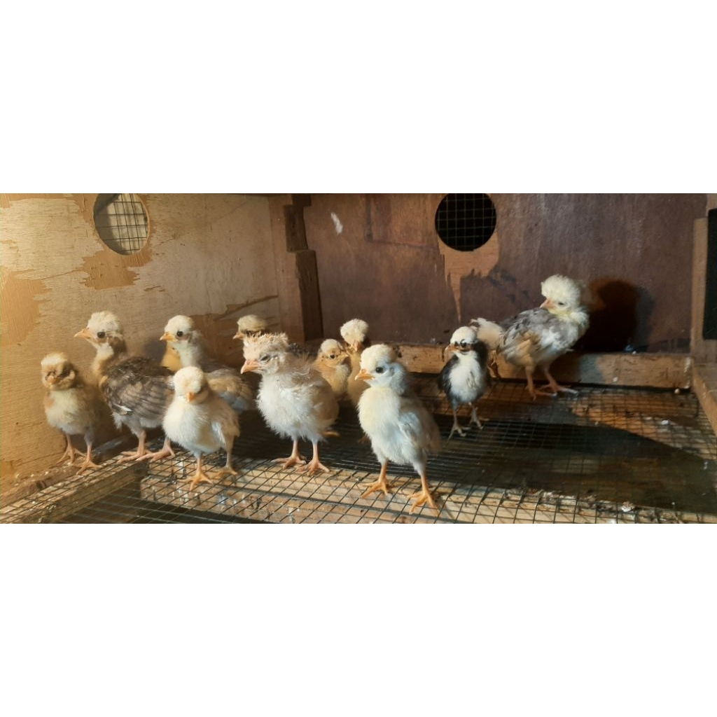 Ayam polandia/Ayam jambul