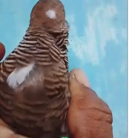 PERKUTUT LOKAL SATRIO PINAYUNGAN + SONGGO BUONO ISTIMEWA