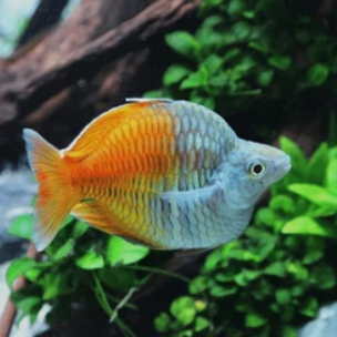 Rainbow Boesemani Balon | ikan hias rainbow boesemani balon | ikan hias aquascape