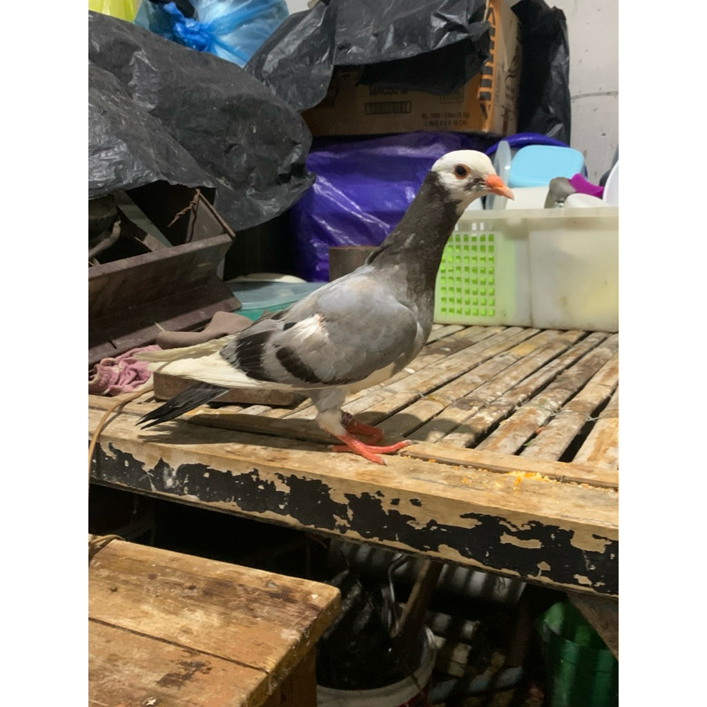 burung merpati super mewah merpati kolongan