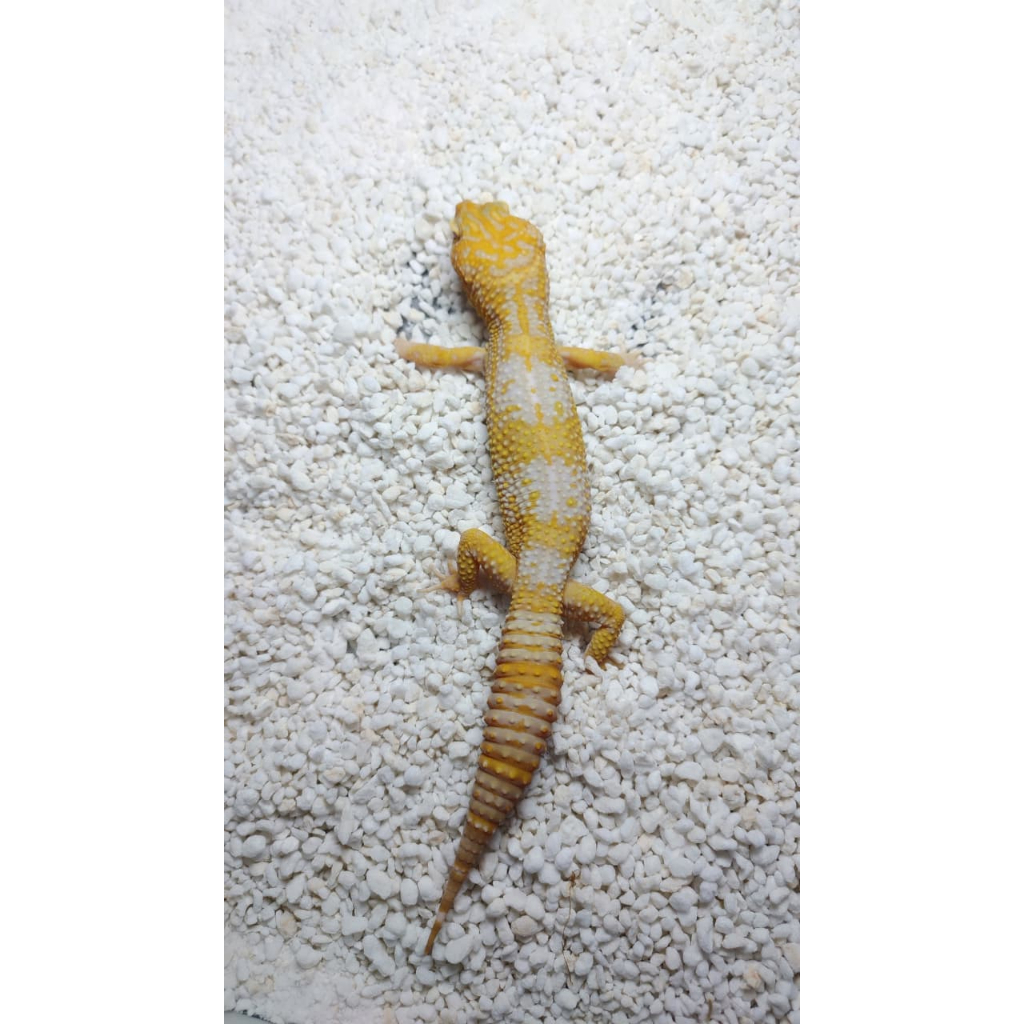 Leopard Gecko - Tremper Lavender - Jantan Jumbo