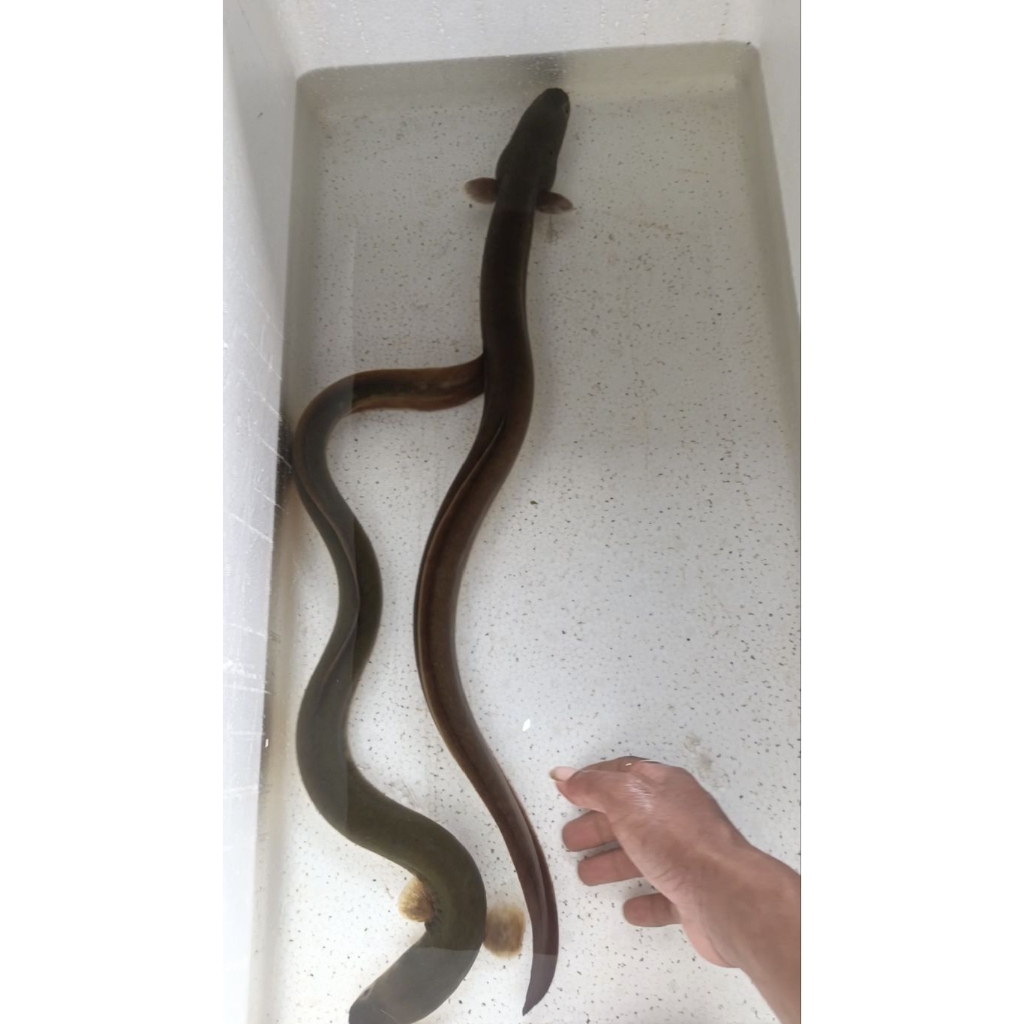 Sidat hias 2 ekor warna hijau dan merah ati berat 475 & 575 gr" (Anguilla Bicolor)