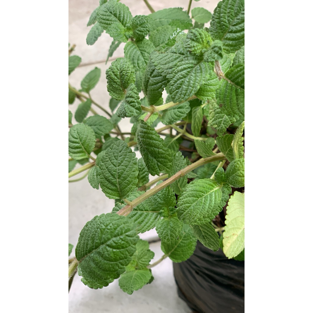 Cincau hitam / janggelan