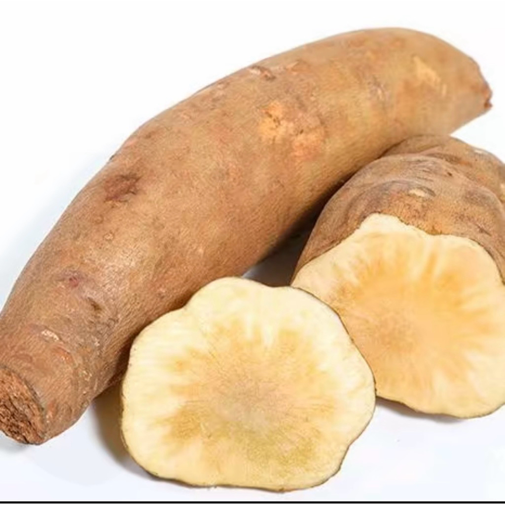 ubi yakon , umbi yakon. ubi yakon wonosobo yacon fresh manis