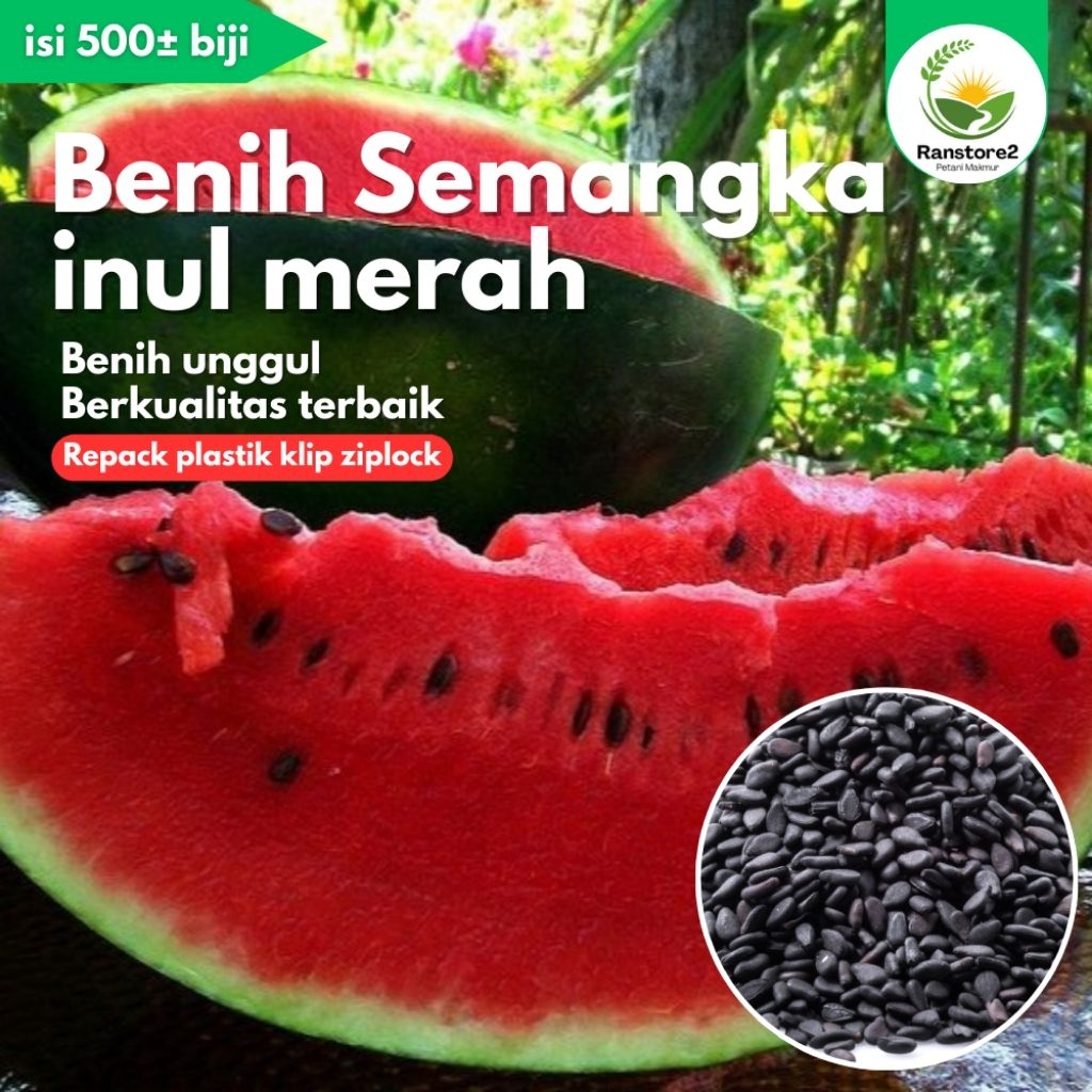 BIJI BENIH SEMANGKA INUL MERAH ISI 500± BIJI BENIH UNGGUL SIAP TANAM (BONUS PUPUK DOLOMIT PENYUBUR T