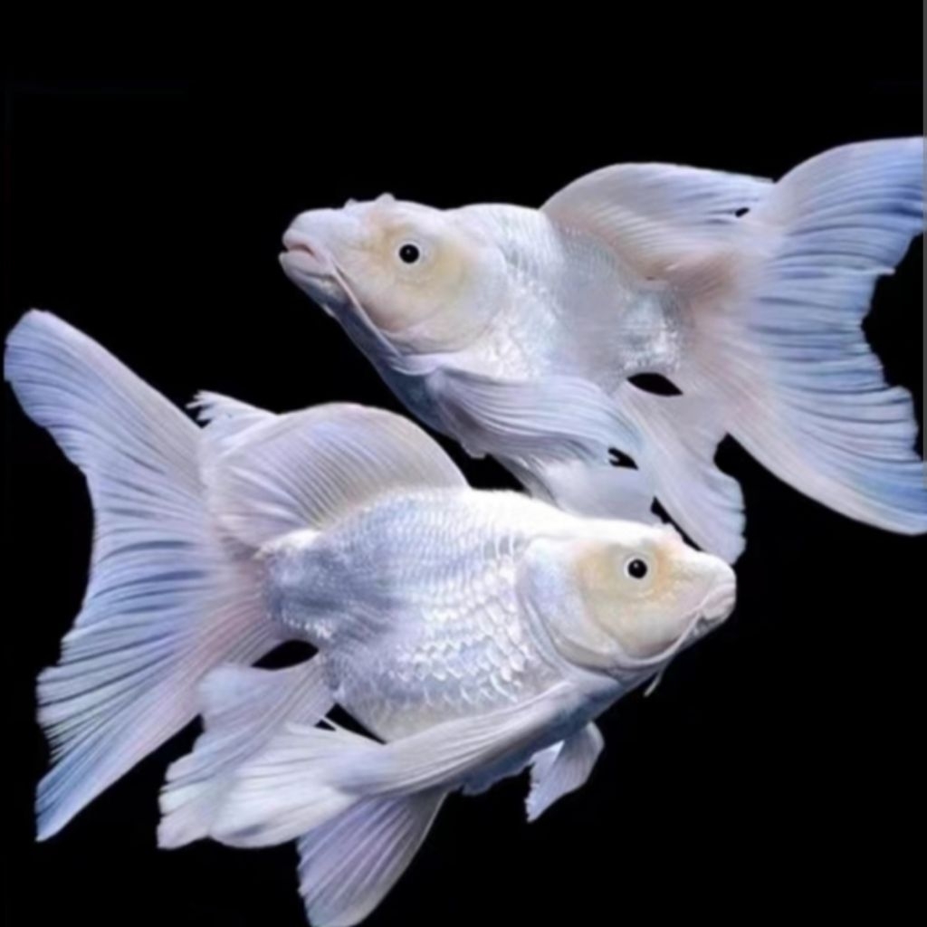 Hudielong Platinum 5-6cm Koi Platinum Short Butterfly Body Slayer Long Fin