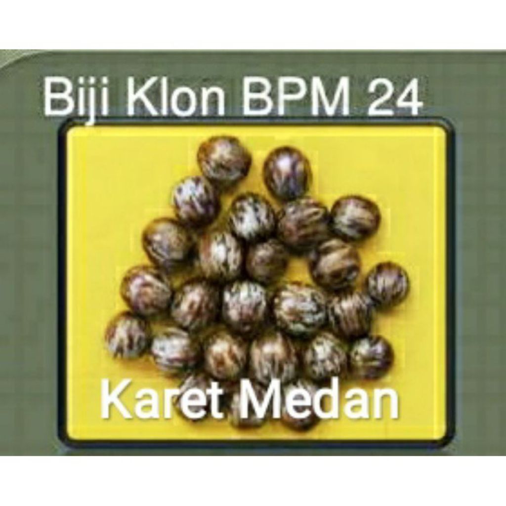 Biji bibit Karet Medan BPM 24 Unggul