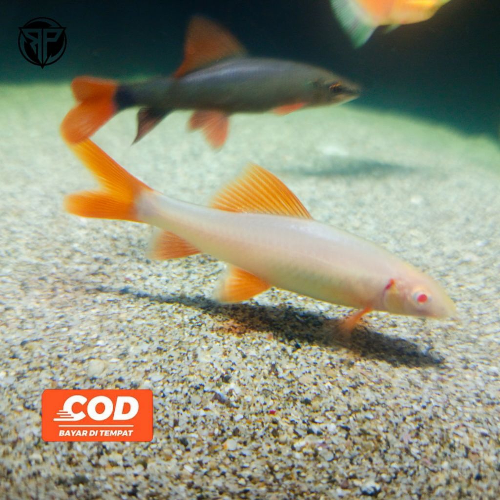 Redfin Shark Ikan Sirip Merah Epalzeorhynchos Frenatum Hiasan Aquarium Ikan Pembersih