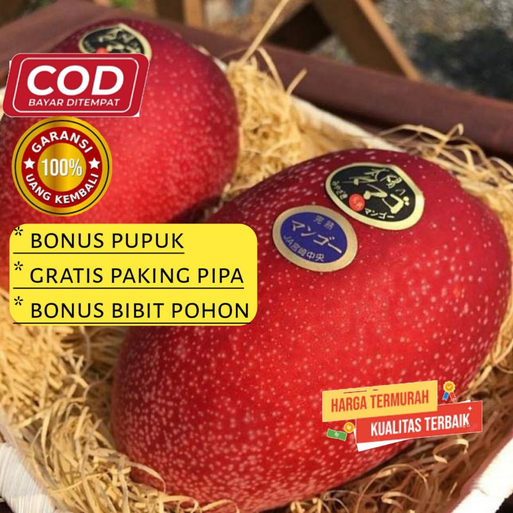 bibit mangga Miyazaki / mangga impor jepang