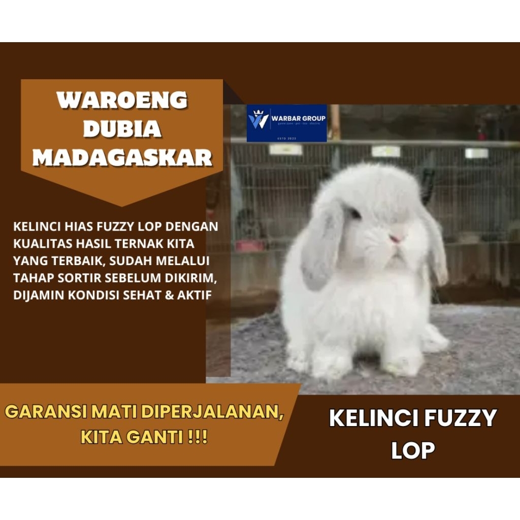 Kelinci hias fuzzy lop long hair KUALITAS GRADE A ( GARANSI )