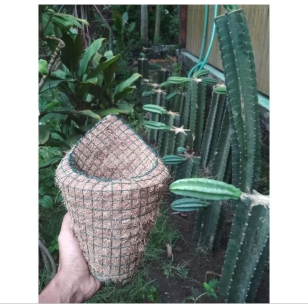 (D.14cm) Pot serabut kelapa keong kerucut tempel dinding sabut unik lucu kecil anggrek / Banjarmasin