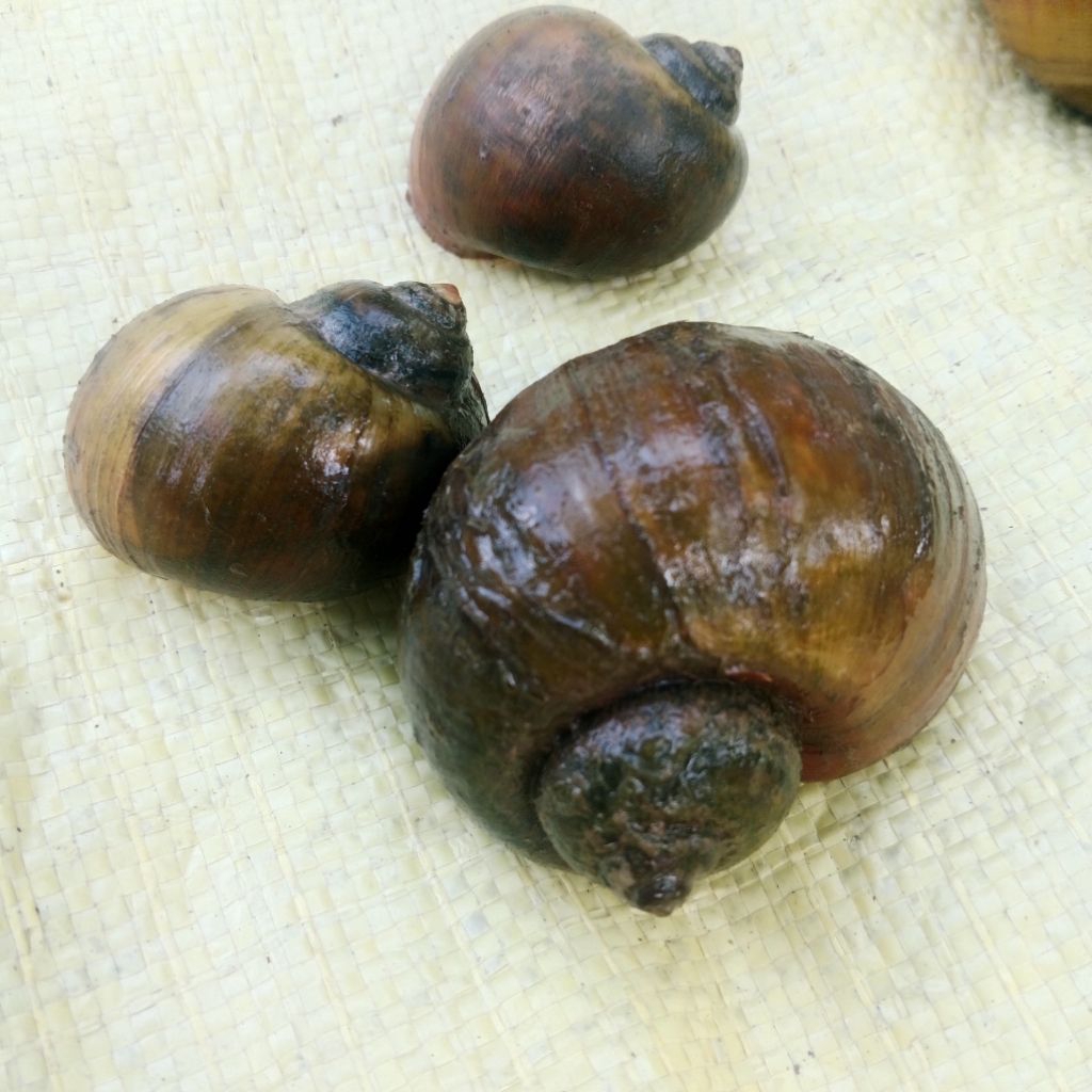 keong sawah fresh hidup harga/pcs