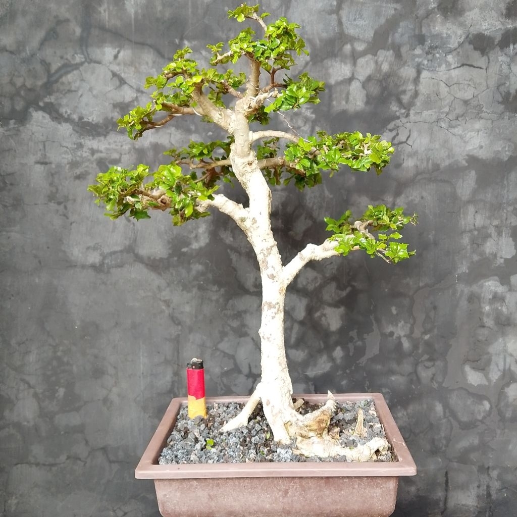Bonsai serut ukuran medium