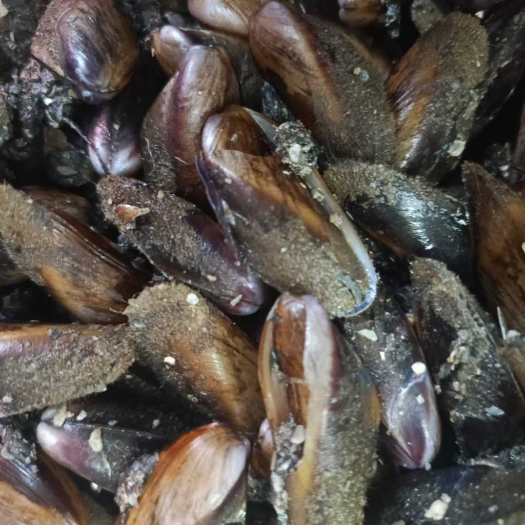 kerang kupang pasar online makassar