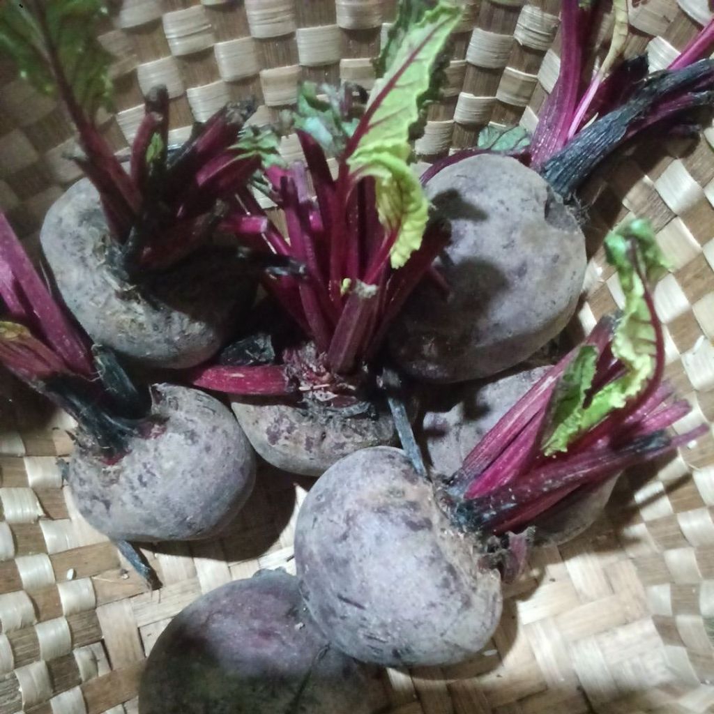 Buah bit segar/ beet root/ bit segar