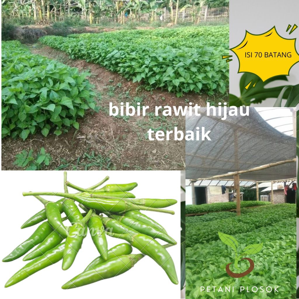 70 bibit pohon cabe rawit hijau super siap tanam