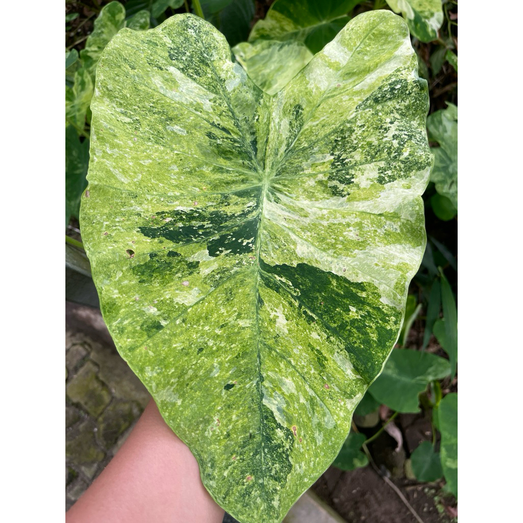 Colocasia Variegata 3colours (dikirim umbi anakan)
