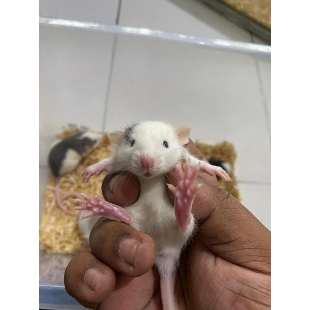 RAT DUMBO EAR | RAT FANCY | RATATOUILLE