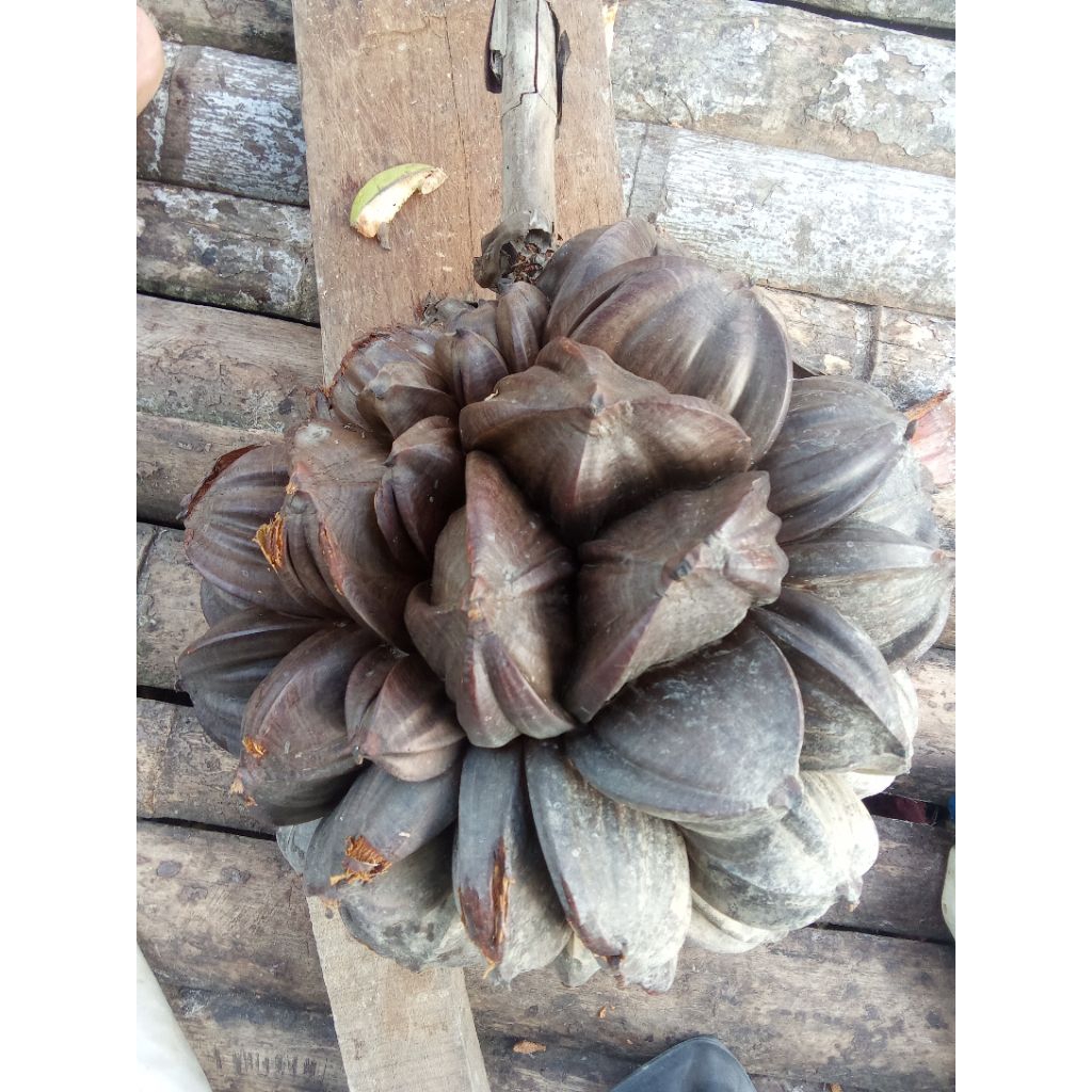 buah nipah premium 1 kg