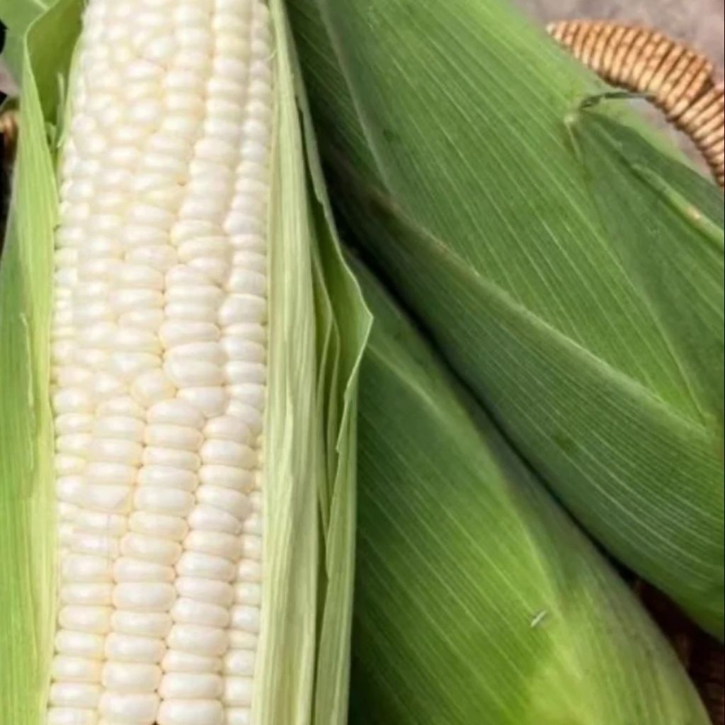 10 biji benih jagung ketan putih Biji benih jagung