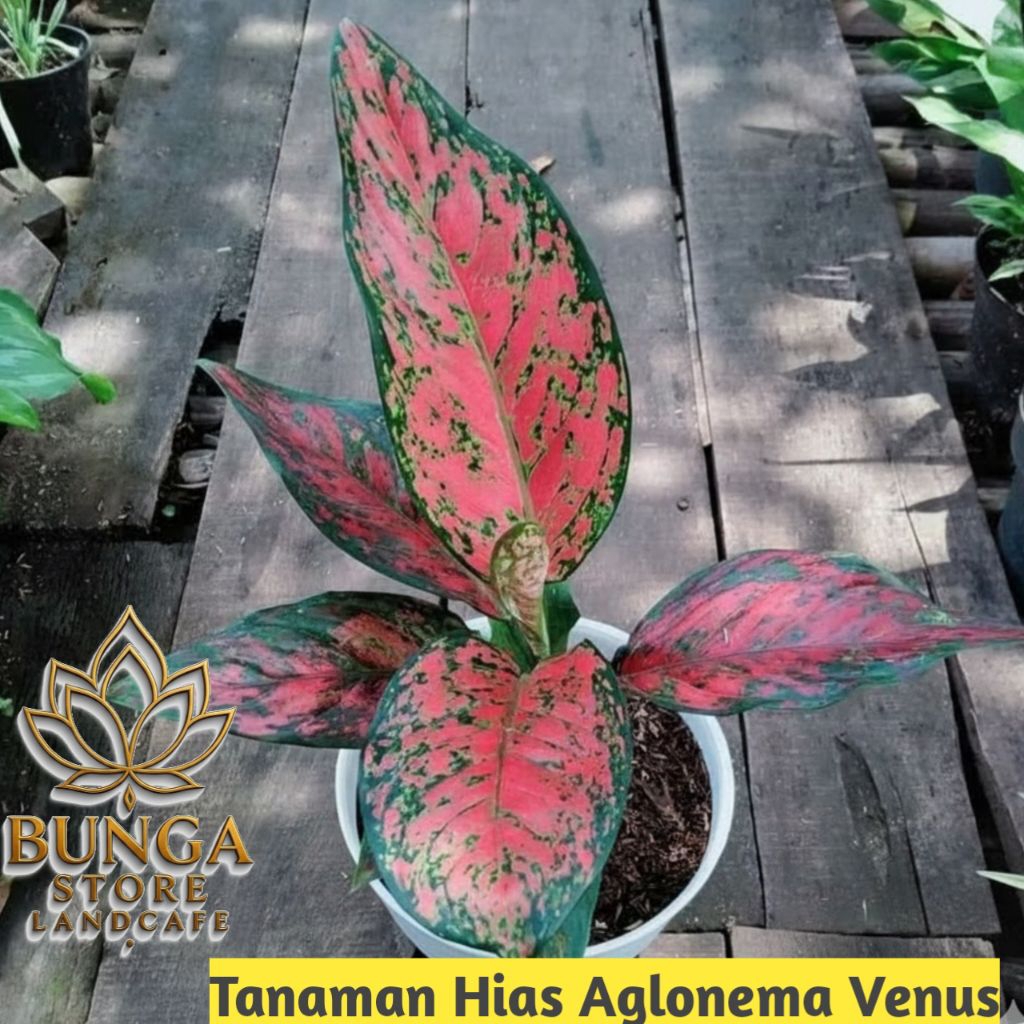 Tanaman hias aglonema red venus - Tanaman aglonema red venus