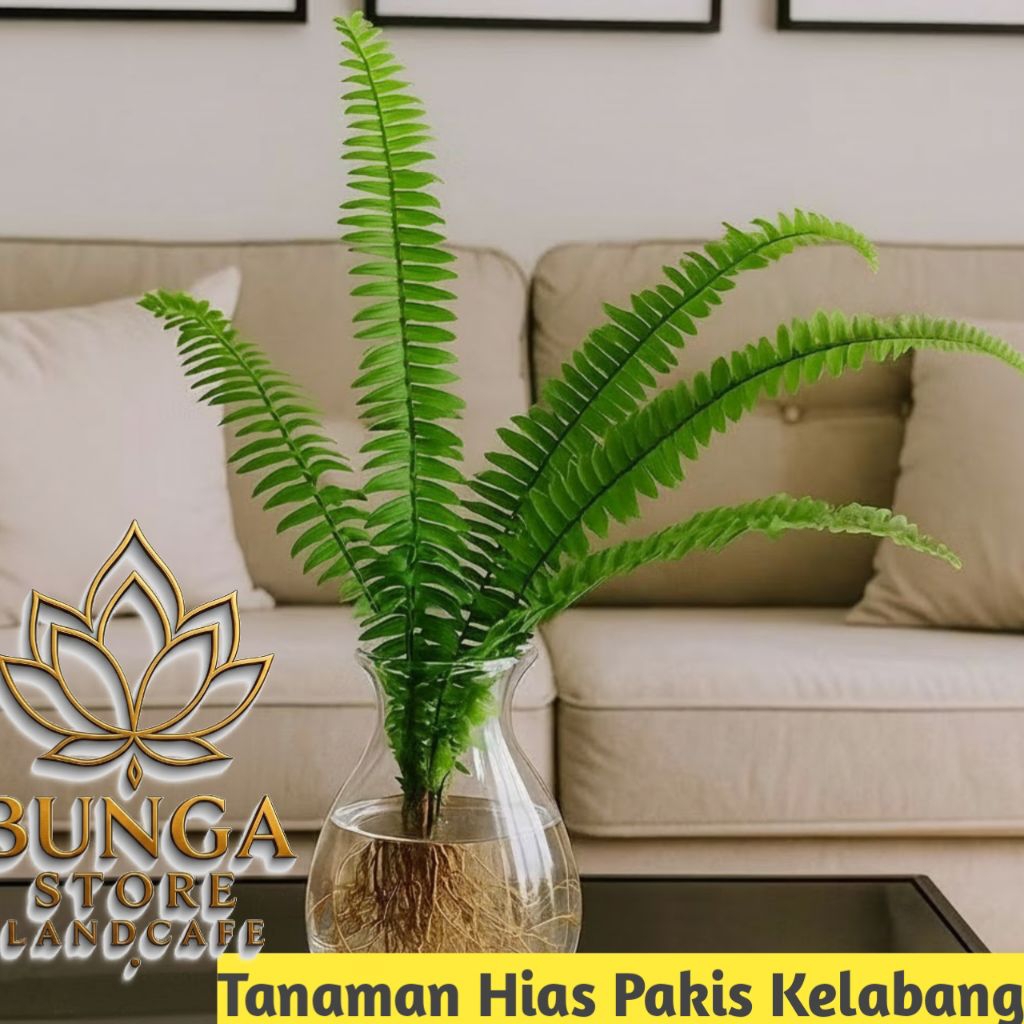 Tanaman media air pakis kelabang - tanaman yg bisa hidup di air - tanaman pakis kelabang