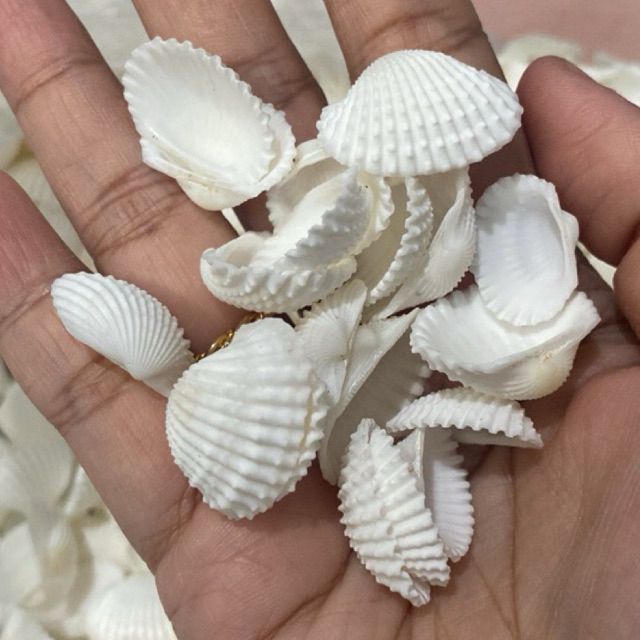 kerang asli putih bersih bisa untuk manik