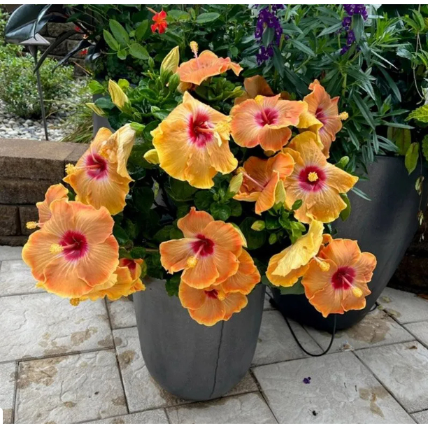 Benih HIBISCUS ORANGE Kembang Sepatu - Biji Bibit Bunga