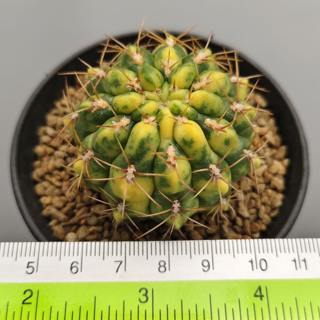 Tanaman Kaktus Gymnocalycium baldianum variegata