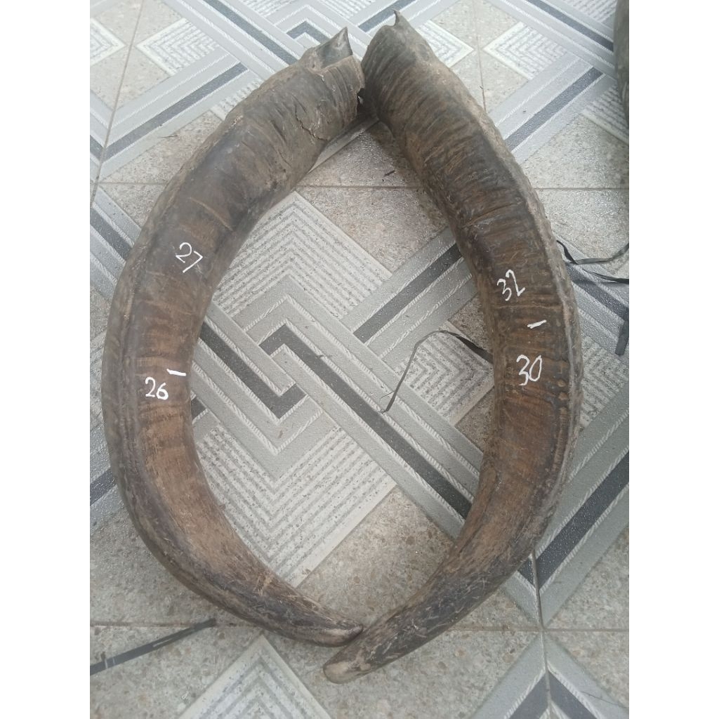 tanduk kerbau betina padatan 26&30