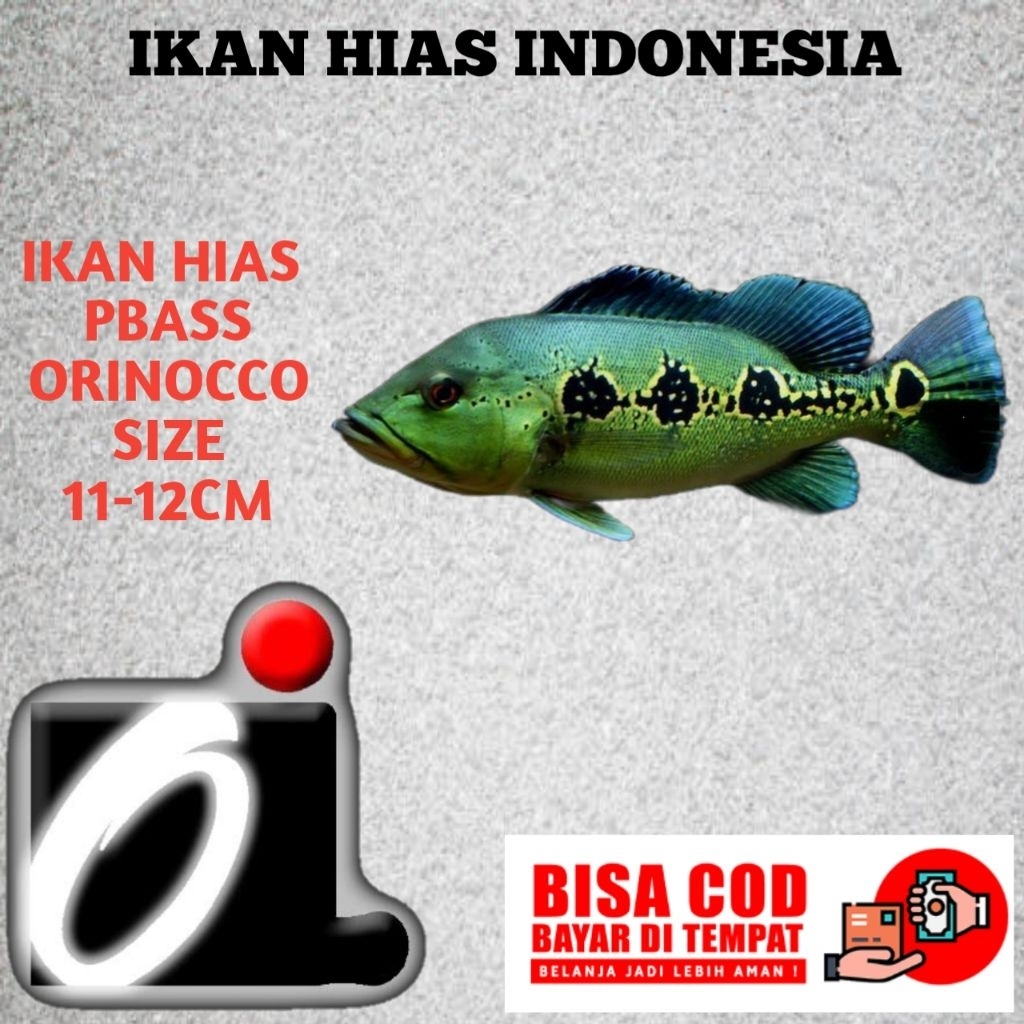 kebutuhan aquarium PBASS ORINOCO size 11-12cm (BESAR)