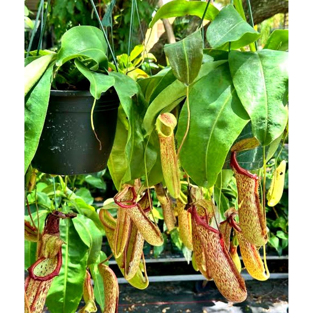 Nepenthes Miranda